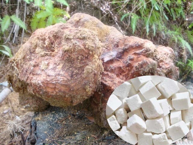 Khám Phá Thảo Dược Bạch Phục Linh (Poria cocos)