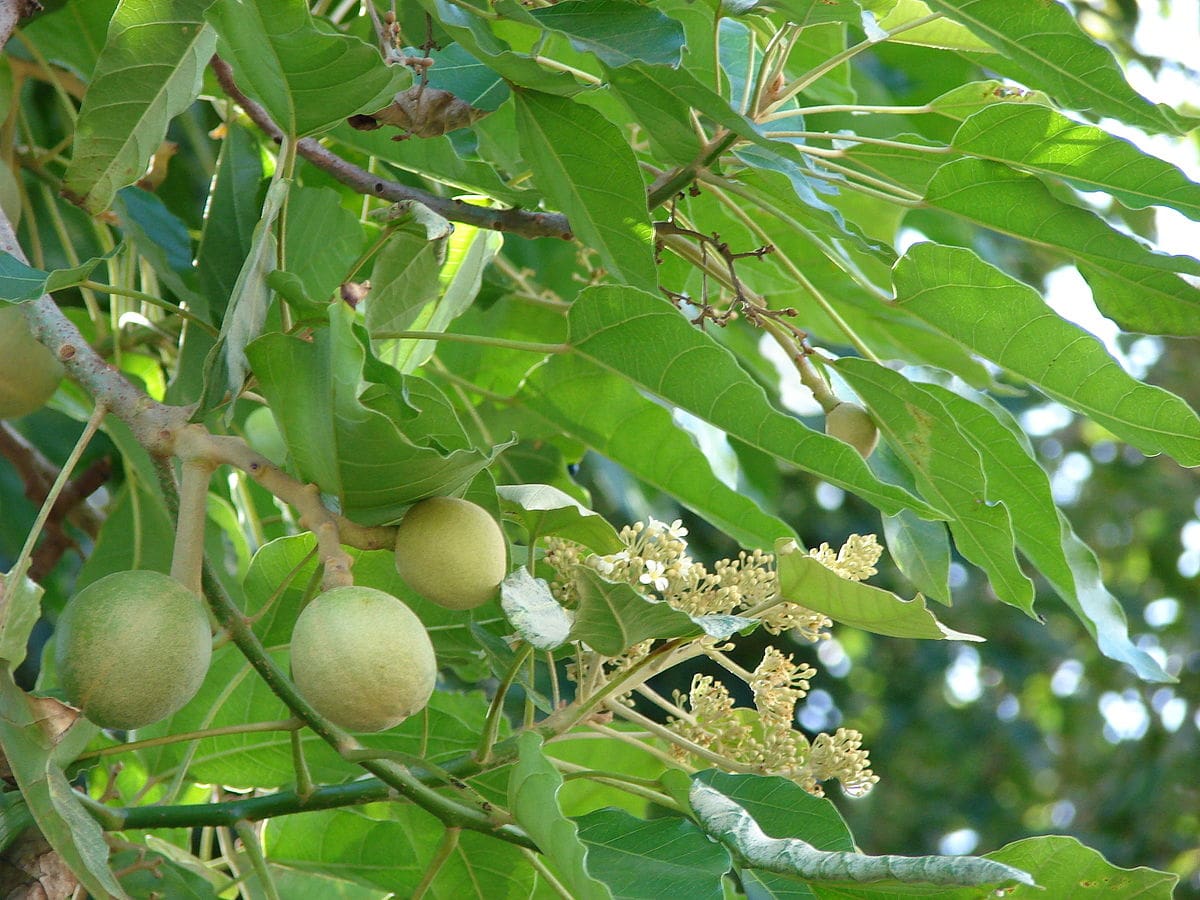 Cây Lai (Aleurites moluccana)