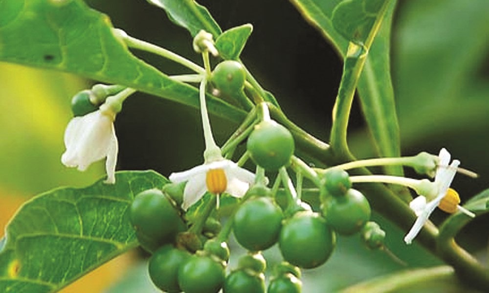 Cà dại hoa trắng (Solanum torvum)
