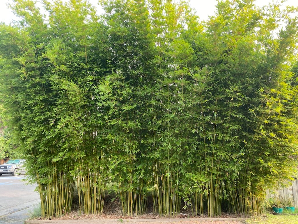 Tre sợi (Bambusa textilis)